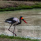 Mount Meru Game Lodge Sanctuary